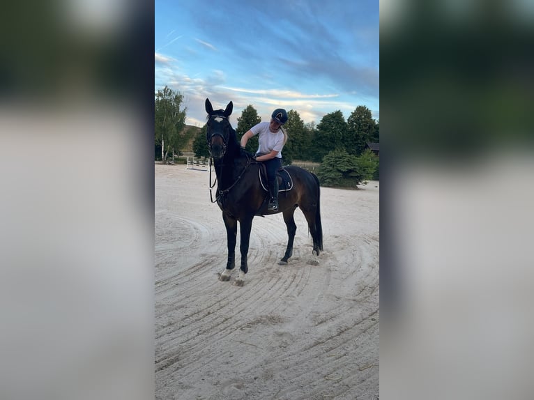 German Sport Horse Gelding 10 years 17,1 hh Bay-Dark in Alzenau in Unterfranken