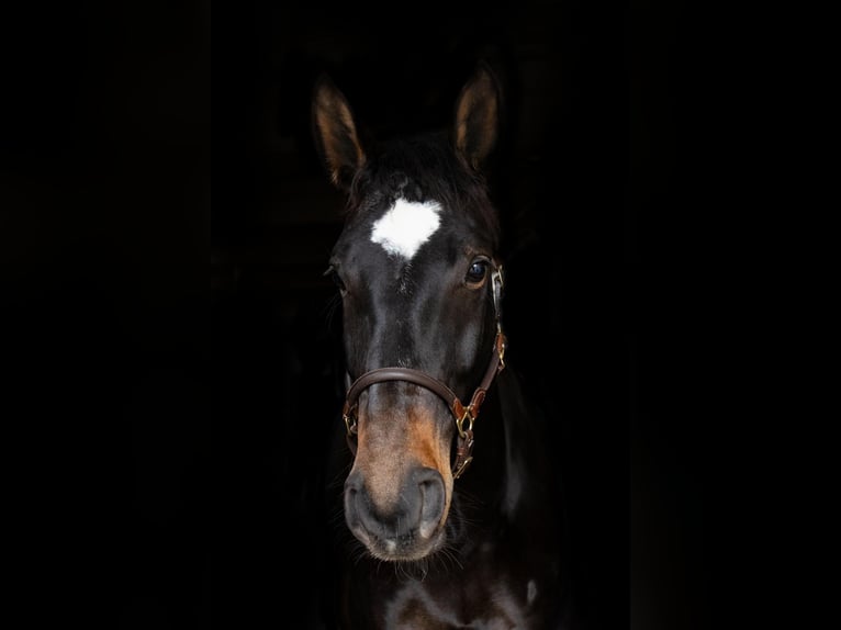 German Sport Horse Gelding 10 years 17,1 hh Bay-Dark in Alzenau in Unterfranken
