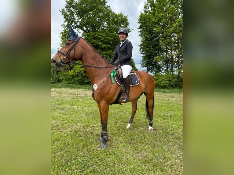 German Sport Horse Mix Gelding 10 years 17,1 hh Brown in Wendeburg