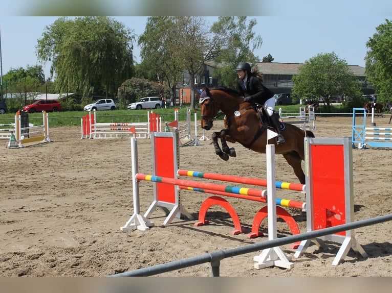 German Sport Horse Mix Gelding 10 years 17,1 hh Brown in Wendeburg