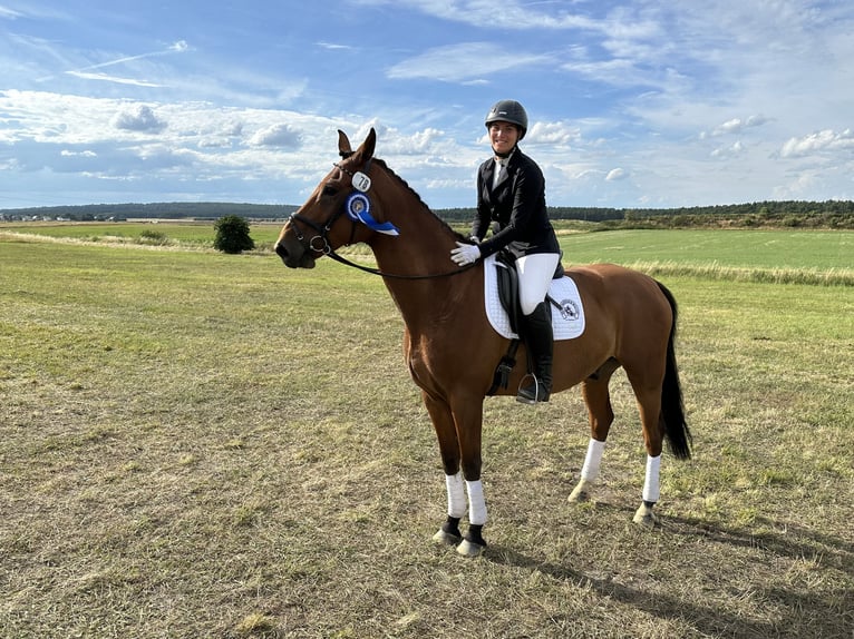 German Sport Horse Mix Gelding 10 years 17,1 hh Brown in Wendeburg