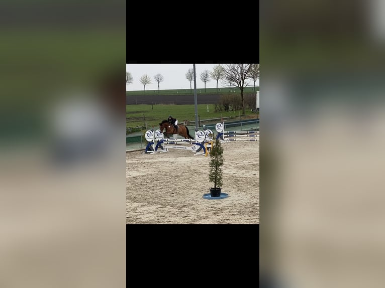 German Sport Horse Mix Gelding 10 years 17,1 hh Brown in Wendeburg