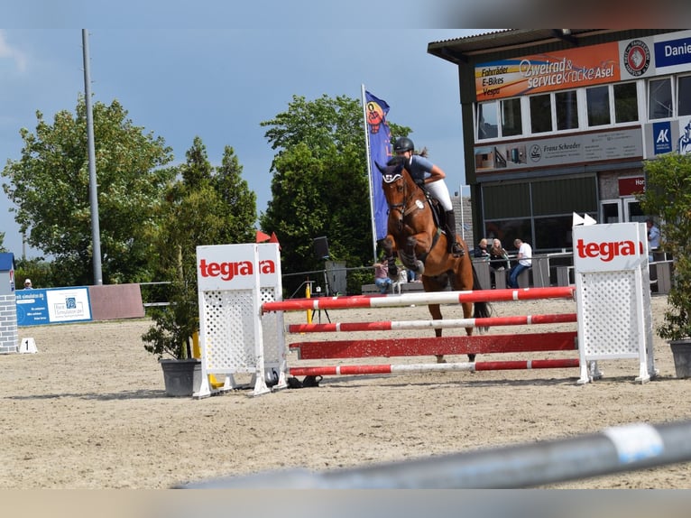 German Sport Horse Mix Gelding 10 years 17,1 hh Brown in Wendeburg