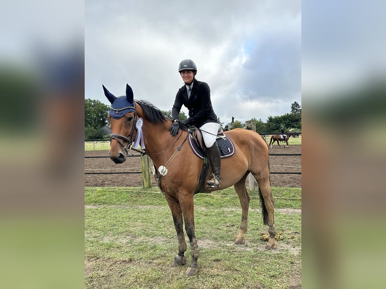 German Sport Horse Mix Gelding 10 years 17,1 hh Brown in Wendeburg