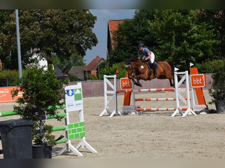 German Sport Horse Mix Gelding 10 years 17,1 hh Brown in Wendeburg