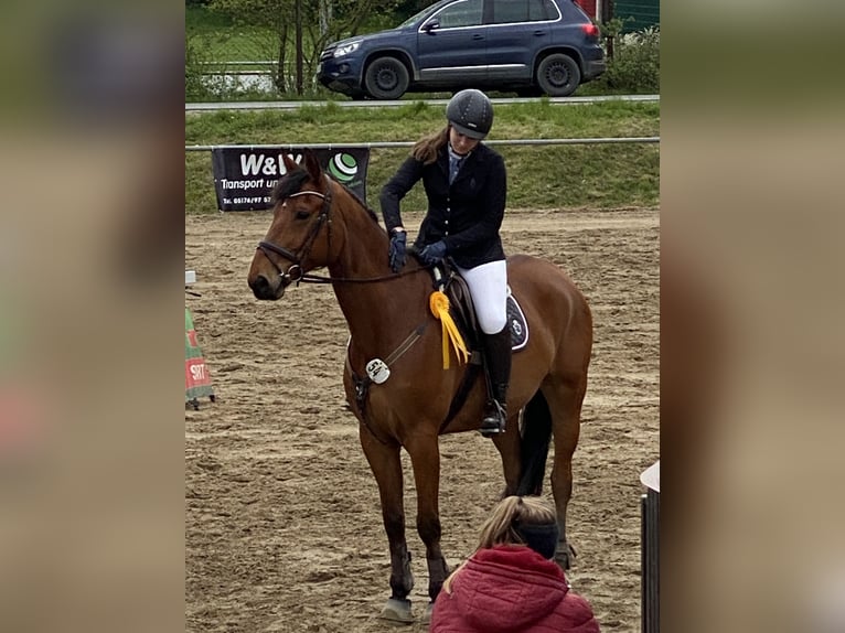 German Sport Horse Mix Gelding 10 years 17,1 hh Brown in Wendeburg