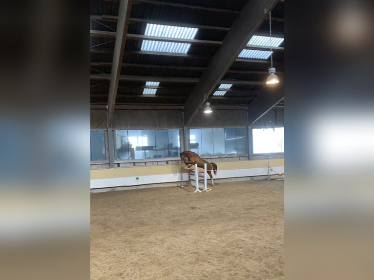 German Sport Horse Gelding 10 years 17,1 hh Chestnut-Red in Inzlingen