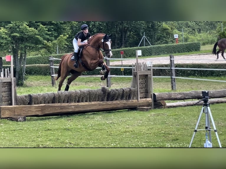 German Sport Horse Gelding 10 years 17,1 hh Chestnut-Red in Inzlingen