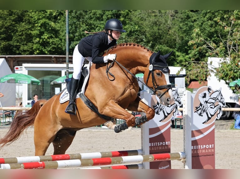 German Sport Horse Gelding 10 years 17,1 hh Chestnut-Red in Inzlingen