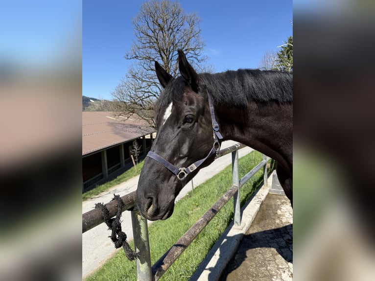 German Sport Horse Gelding 10 years 17,2 hh Black in Kitzbühel