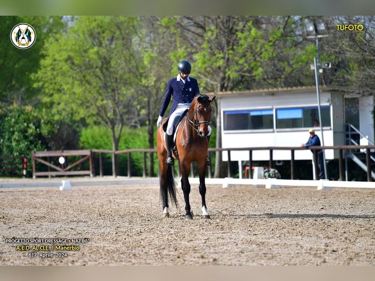 German Sport Horse Gelding 10 years 18 hh Brown in ALBAIRATE