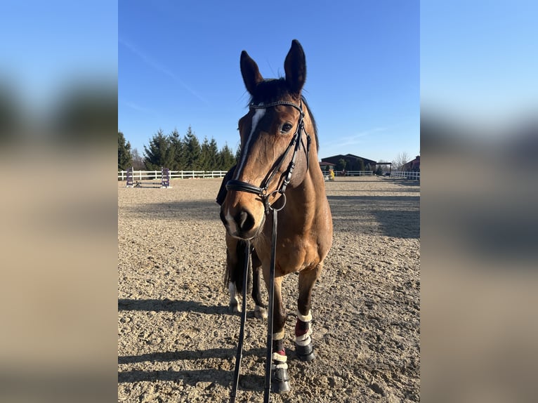 German Sport Horse Gelding 10 years Bay in Bohuňovice