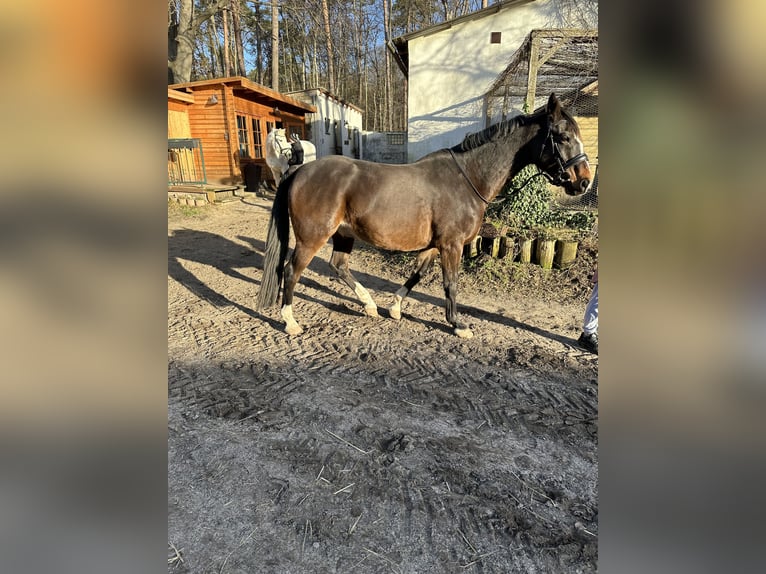German Sport Horse Gelding 11 years 16,1 hh Bay-Dark in Potsdam