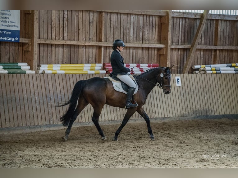 German Sport Horse Gelding 11 years 16.1 hh Bay-Dark in Jößnitz