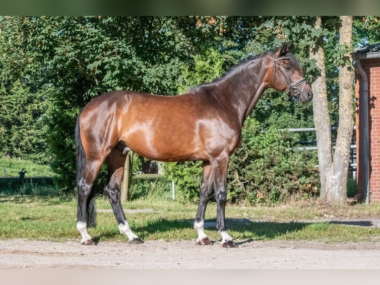 German Sport Horse Gelding 11 years 16,1 hh Brown in Altenberge