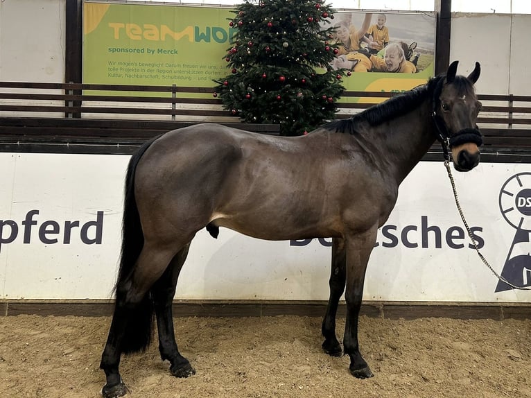 German Sport Horse Gelding 11 years 16,1 hh Brown in Darmstadt