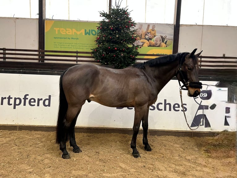 German Sport Horse Gelding 11 years 16,1 hh Brown in Darmstadt