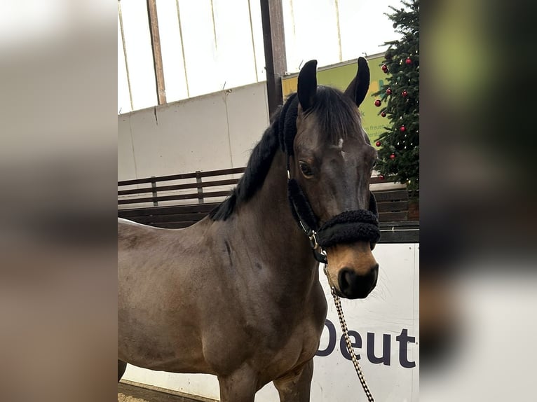 German Sport Horse Gelding 11 years 16,1 hh Brown in Darmstadt