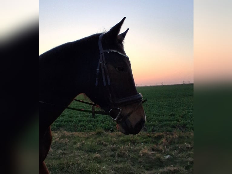 German Sport Horse Gelding 11 years 16.1 hh Brown in Kindelbrück