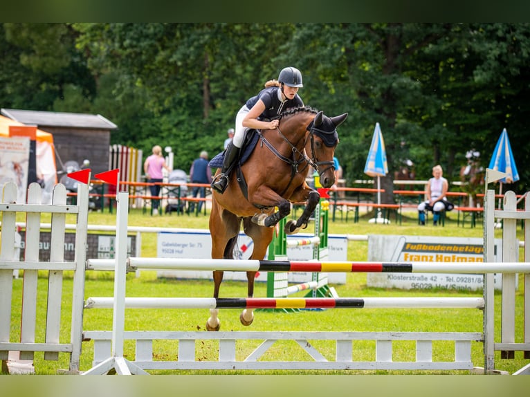 German Sport Horse Gelding 11 years 16.1 hh Brown in Lengenfeld