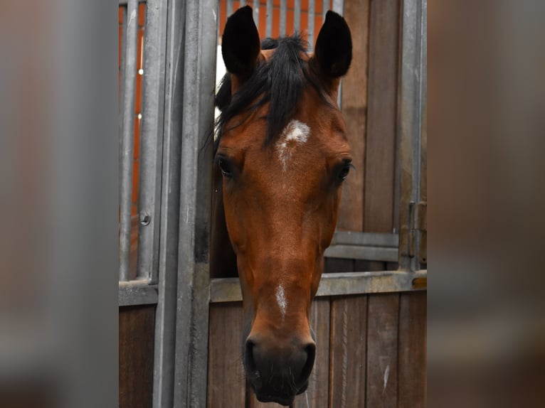 German Sport Horse Gelding 11 years 16.1 hh Brown in Lengenfeld