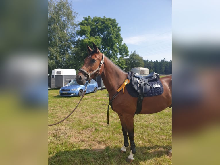 German Sport Horse Gelding 11 years 16.1 hh Brown in Lengenfeld