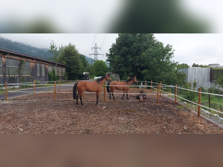 German Sport Horse Gelding 11 years 16,1 hh Brown in Kressbronn am Bodensee