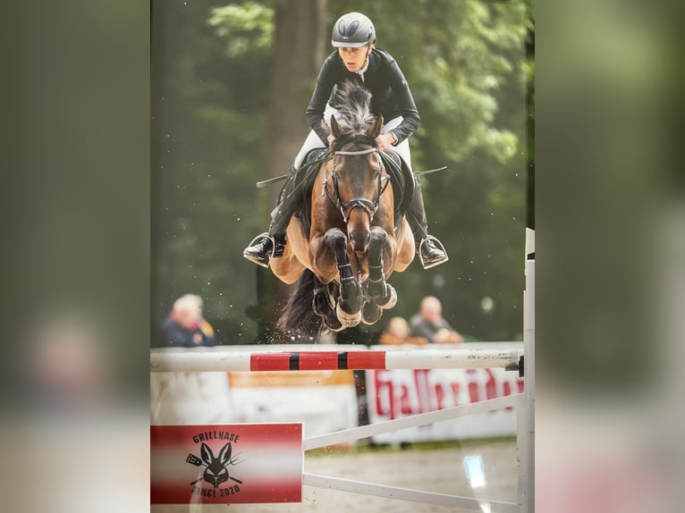 German Sport Horse Gelding 11 years 16,1 hh Brown in Ilsenburg