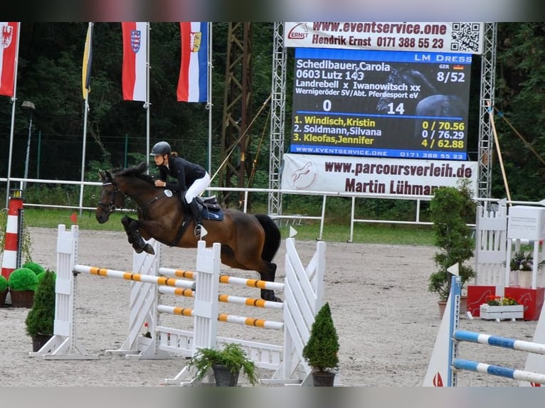 German Sport Horse Gelding 11 years 16,1 hh Brown in Ilsenburg