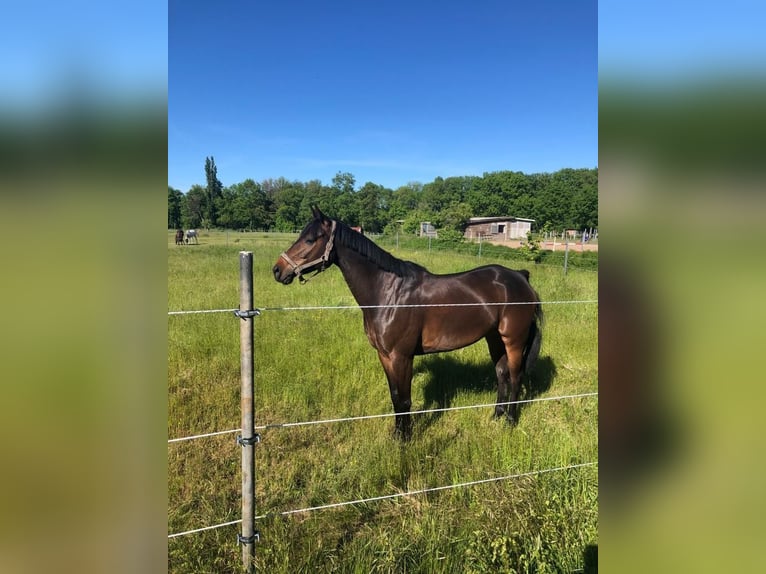 German Sport Horse Gelding 11 years 16,1 hh Brown in Ilsenburg