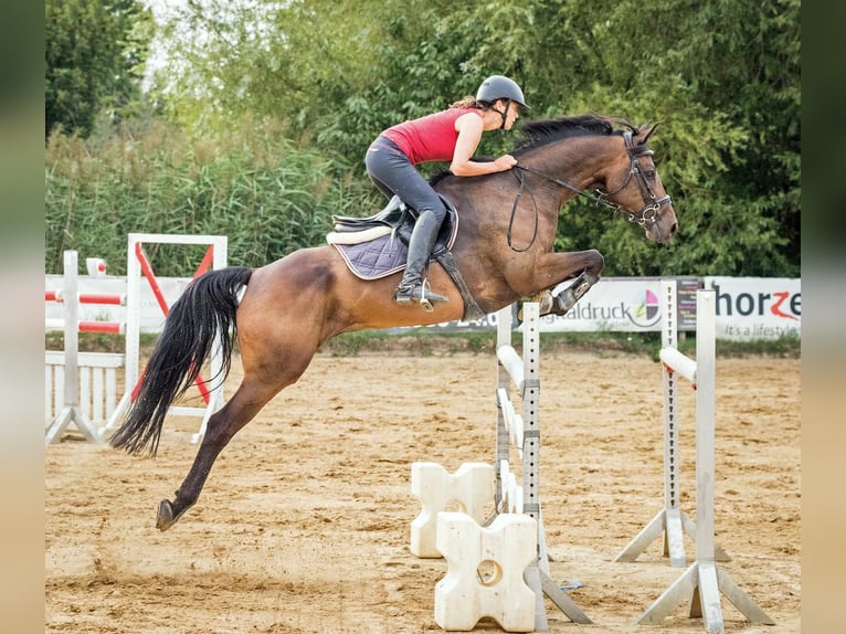 German Sport Horse Gelding 11 years 16,1 hh Brown in Ilsenburg