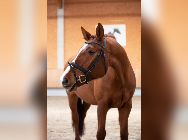 German Sport Horse Gelding 11 years 16,1 hh Chestnut-Red in Illertissen