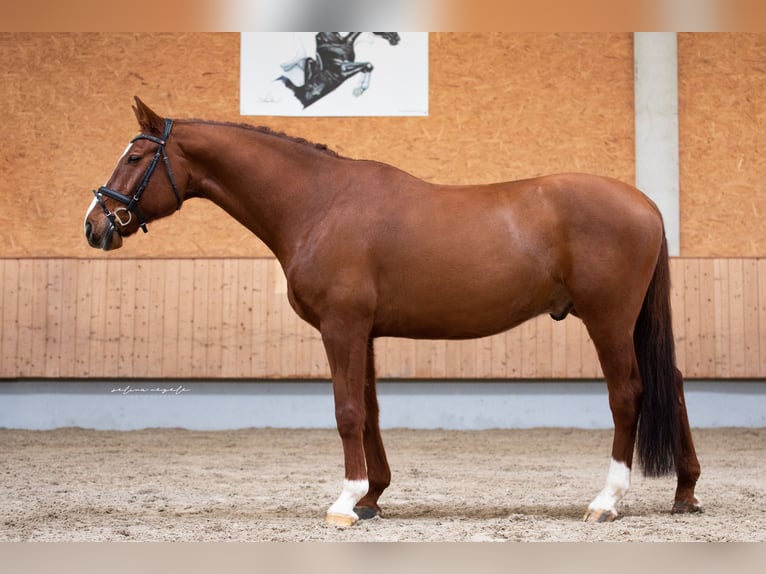 German Sport Horse Gelding 11 years 16,1 hh Chestnut-Red in Illertissen