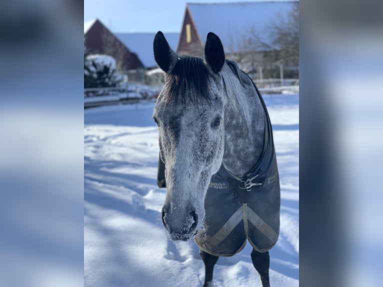 German Sport Horse Gelding 11 years 16.1 hh Grey-Fleabitten in Bockenem