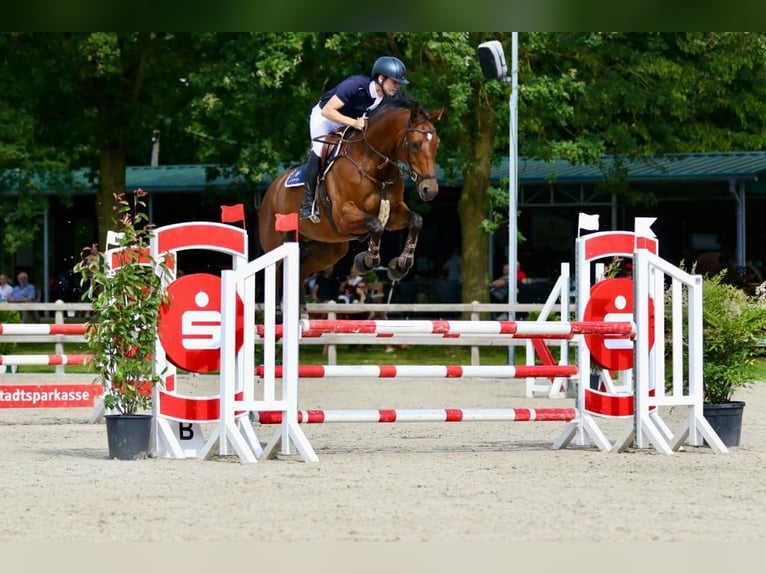 German Sport Horse Gelding 11 years 16,2 hh Brown in Bocholt