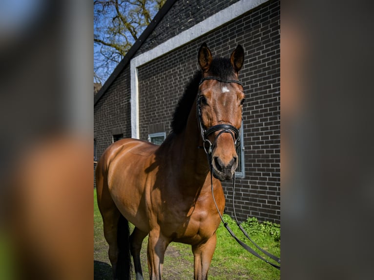 German Sport Horse Gelding 11 years 16,2 hh Brown in Gütersloh