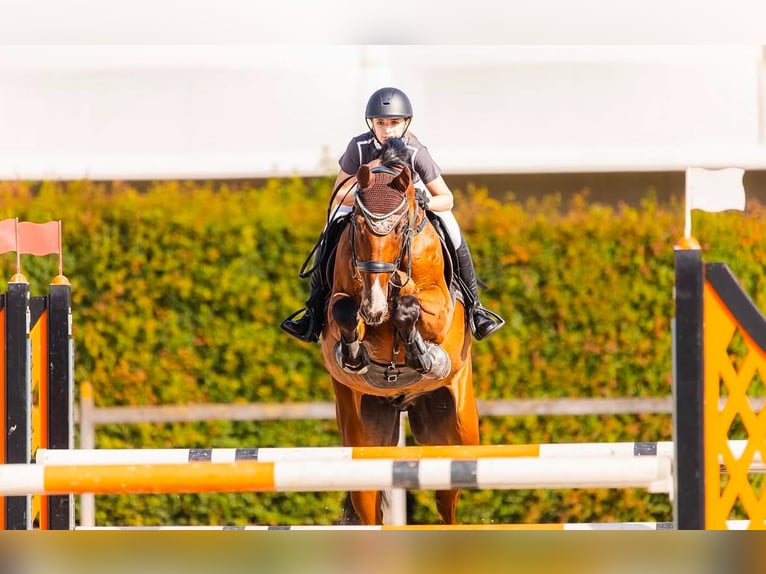 German Sport Horse Gelding 11 years 16,2 hh Brown in Loßburg