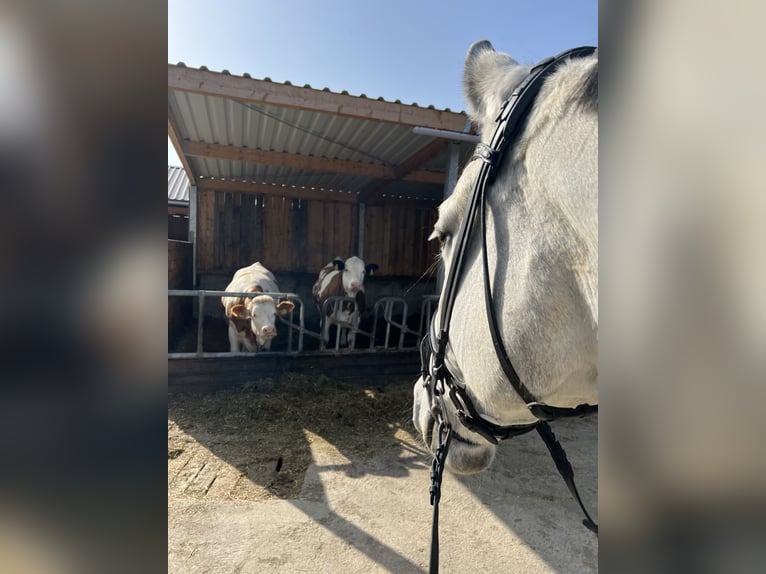 German Sport Horse Gelding 11 years 16.2 hh Grey in Schönthal