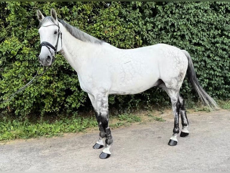 German Sport Horse Gelding 11 years 16.2 hh Grey in Langenselbold