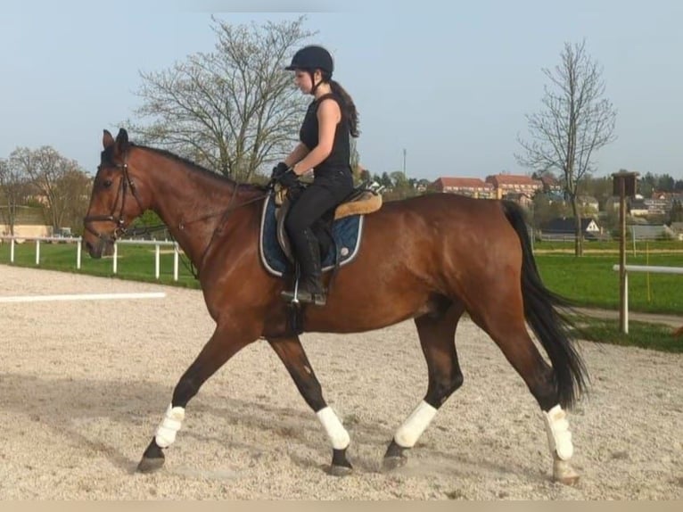 German Sport Horse Gelding 11 years 16,3 hh Brown in Burgstädt