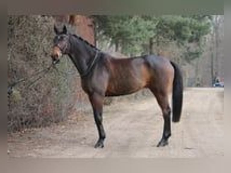 German Sport Horse Gelding 11 years 16,3 hh Brown in Krefeld