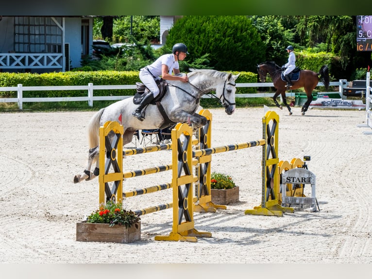 German Sport Horse Gelding 11 years 16,3 hh Gray in Warszawa