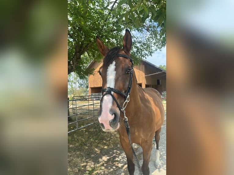 German Sport Horse, Gelding, 11 years, 16 hh, Bay-Dark