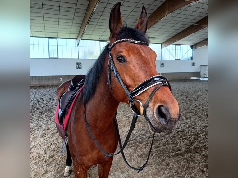 German Sport Horse Gelding 11 years 16 hh Brown in Bettendorf