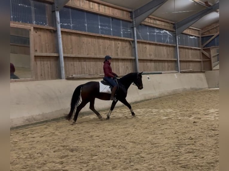 German Sport Horse Gelding 11 years 16 hh Brown in Kraiburg am Inn