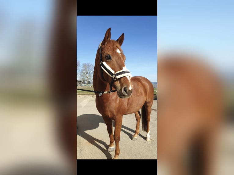 German Sport Horse Gelding 11 years 16 hh Chestnut-Red in Tuningen