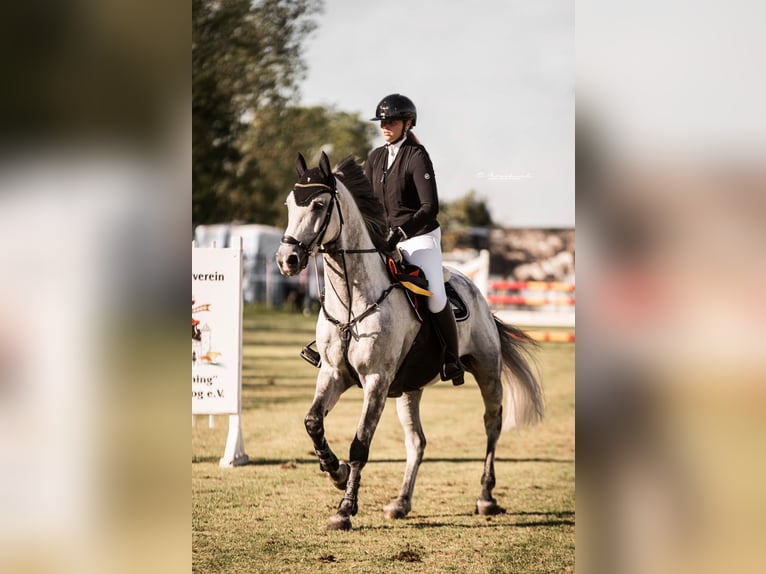 German Sport Horse Gelding 11 years 16 hh Grey in schladming