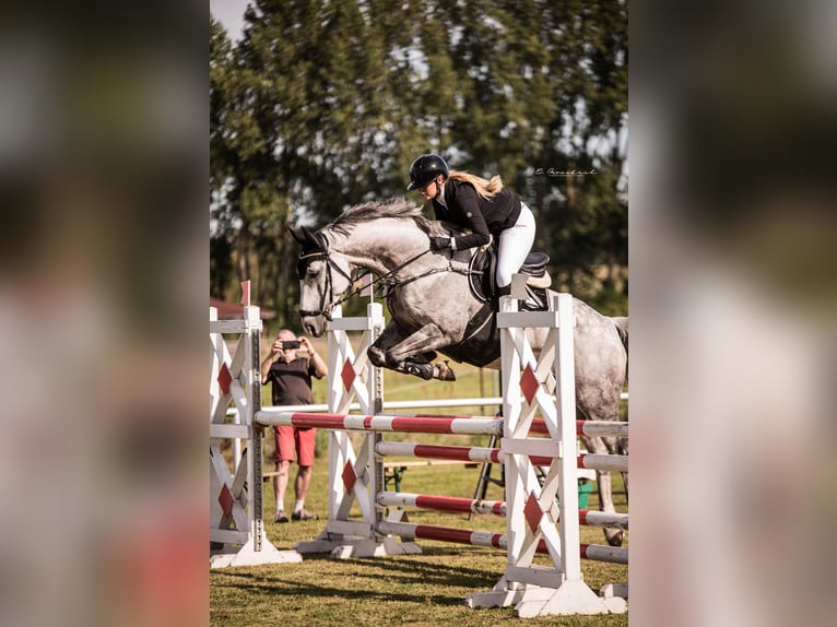 German Sport Horse Gelding 11 years 16 hh Grey in schladming