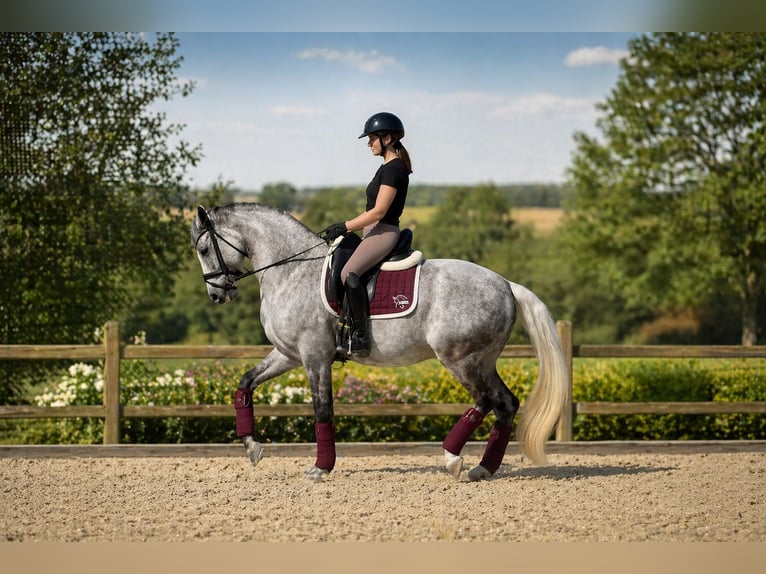 German Sport Horse Gelding 11 years 16,1 hh Grey in Wedemark