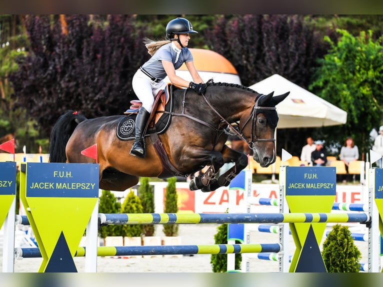 German Sport Horse Gelding 11 years 16,2 hh Bay-Dark in Asten